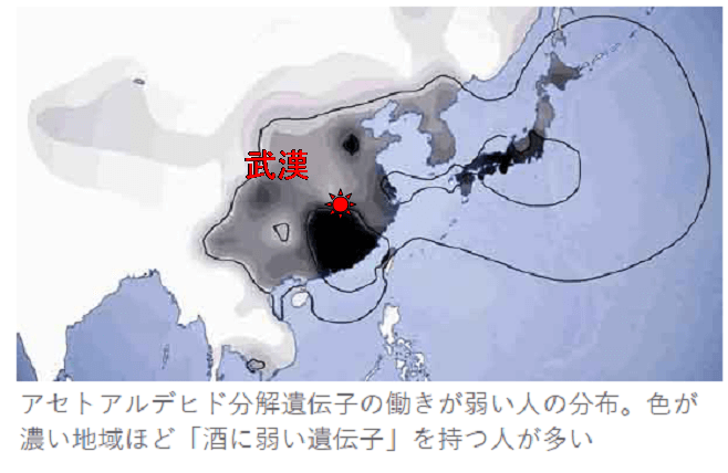 武漢と酒に弱い遺伝子を持つ人の分布図